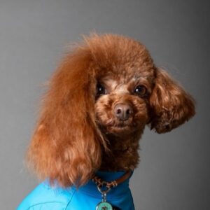 社員犬 ティノの写真